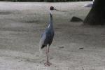 White-naped crane