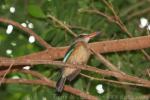 Brown-hooded kingfisher