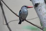 Woodland kingfisher