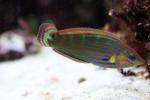 Tail-spot wrasse *