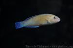 Puddingwife wrasse *