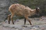 Himalayan tahr