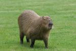 Capybara