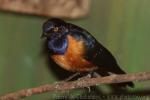 Hildebrandt's starling