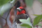 Brown-breasted barbet