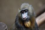 Mandrill