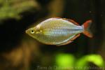 Dwarf rainbowfish