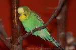 Budgerigar