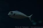 Bulbnose unicornfish