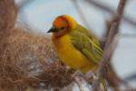 Taveta golden weaver