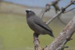 Grey-headed social-weaver