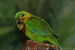 Salvadori's fig-parrot *