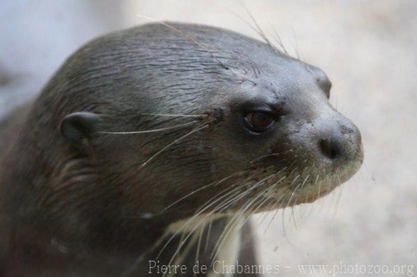 Giant otter