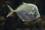 Atlantic moonfish