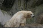 Polar bear