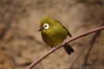 African montane white-eye