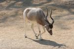 Addax