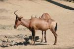 Red hartebeest *