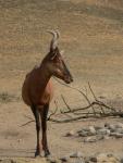 Red hartebeest *