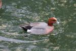 Eurasian wigeon