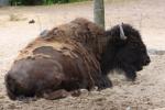 Wood bison