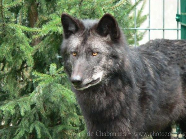 mackenzie valley wolf pup