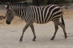 Grant's zebra