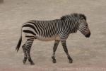 Hartmann's mountain zebra