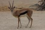 Thomson's gazelle