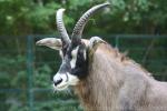 Roan antelope