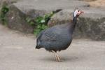 Helmeted guineafowl