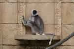 Northern plains gray langur