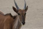 Common eland