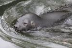 Ringed seal