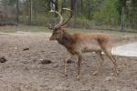 Burmese brow-antlered deer