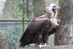 Cinereous vulture