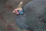 Helmeted guineafowl