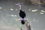 African darter