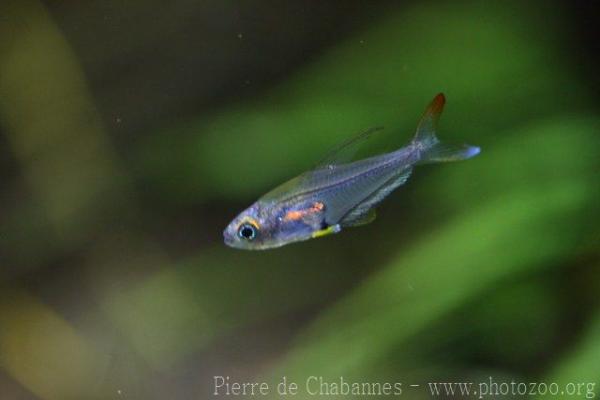 Ornate dwarf tetra *