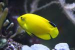 Woodhead's angelfish