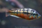 Rock Krib cichlid