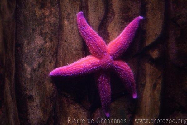 Common starfish