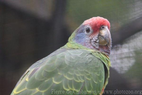 Red-tailed amazon