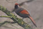 Red-tailed laughingthrush