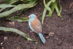 Blue-capped cordon-bleu