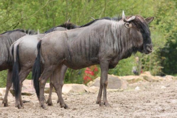 Blue wildebeest