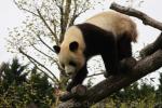 Giant panda