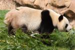 Giant panda