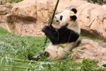 Giant panda