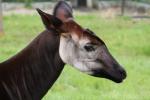 Okapi